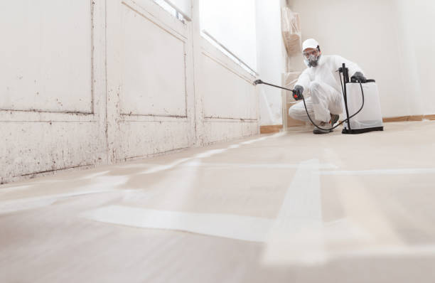 Black mold remediation team in Perth Amboy